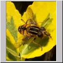 Helophilus pendulus - Gemeine Sumpfschwebfliege m04.jpg